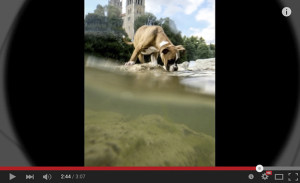 7 Great Smartphone Photography Tricks